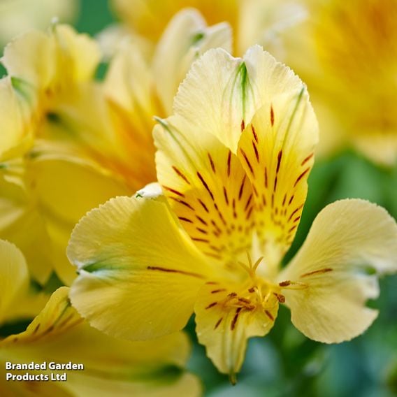Alstroemeria 'Inticancha Havana'