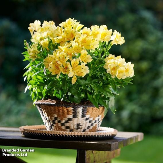 Alstroemeria 'Inticancha Havana'