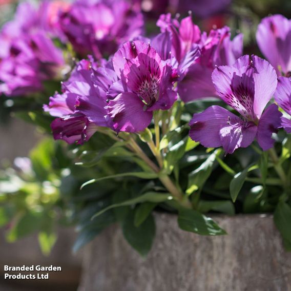 Alstroemeria Inticancha Purple Collection