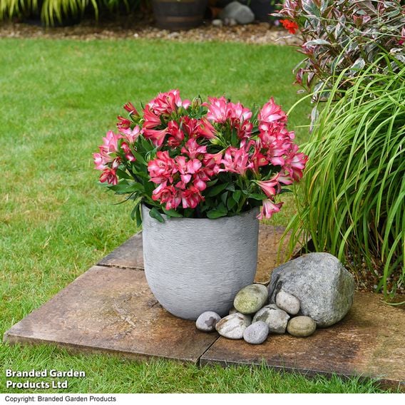 Alstroemeria 'Inticancha Mirabel'