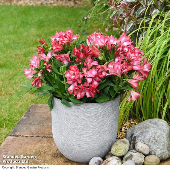 Alstroemeria 'Inticancha Mirabel'