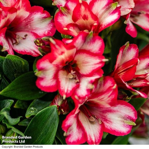 Alstroemeria 'Inticancha Mirabel'