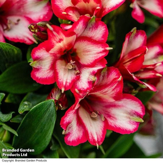 Alstroemeria 'Inticancha Mirabel'