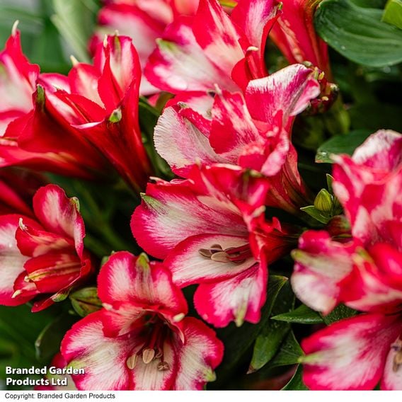 Alstroemeria 'Inticancha Mirabel'