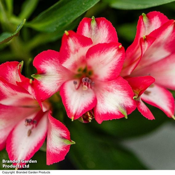 Alstroemeria 'Inticancha Mirabel'