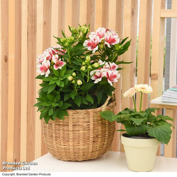 Alstroemeria Inticancha Purple Collection