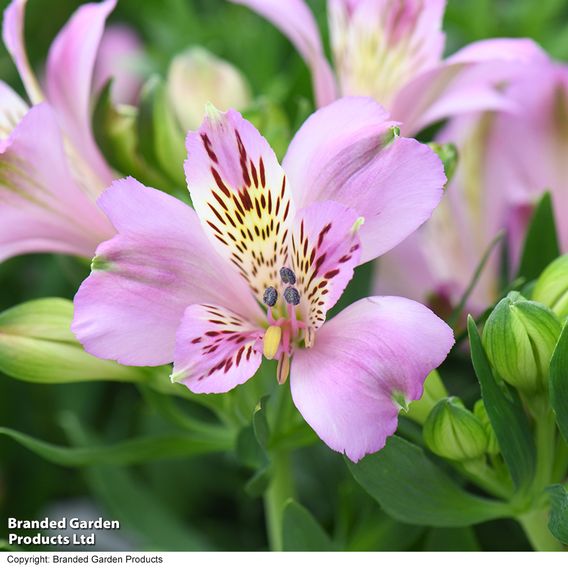 Alstroemeria 'Inticancha Navayo'