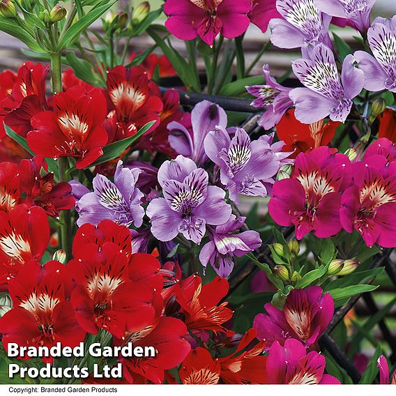 Alstroemeria 'Tree Everest Mix'