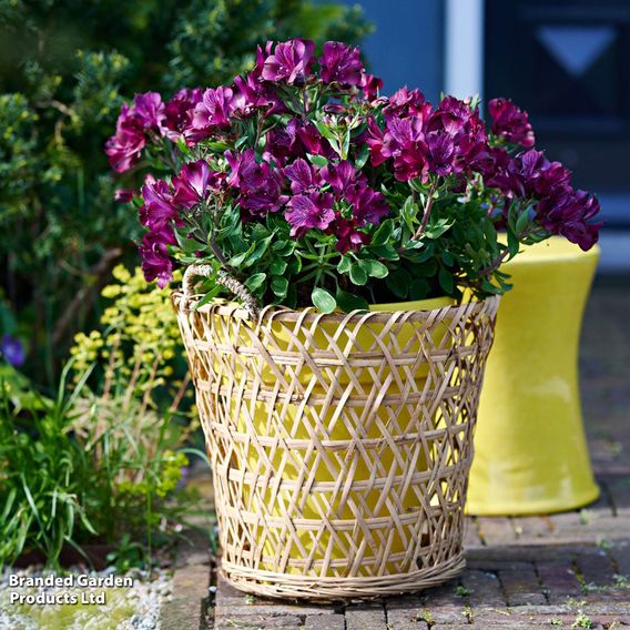 Alstroemeria Inticancha Purple Collection