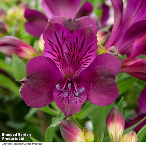 Alstroemeria 'Inticancha Paraiso'