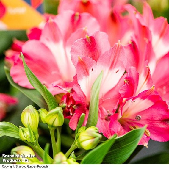 Alstroemeria 'Inticancha Romance'