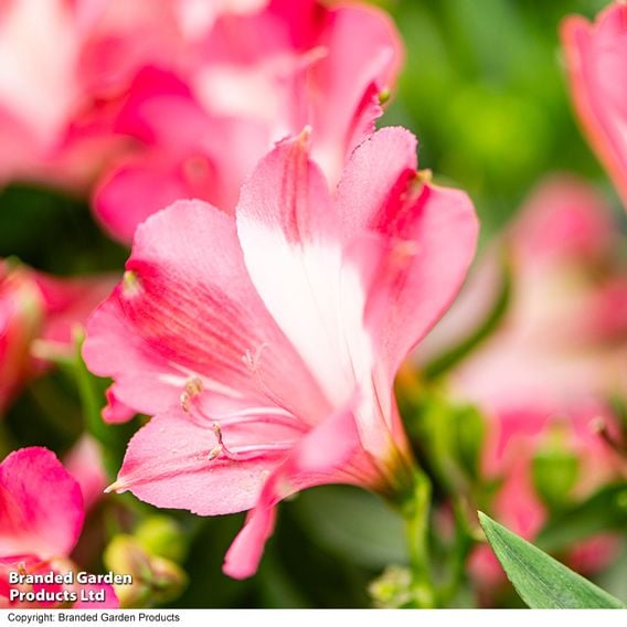 Alstroemeria 'Inticancha Romance'