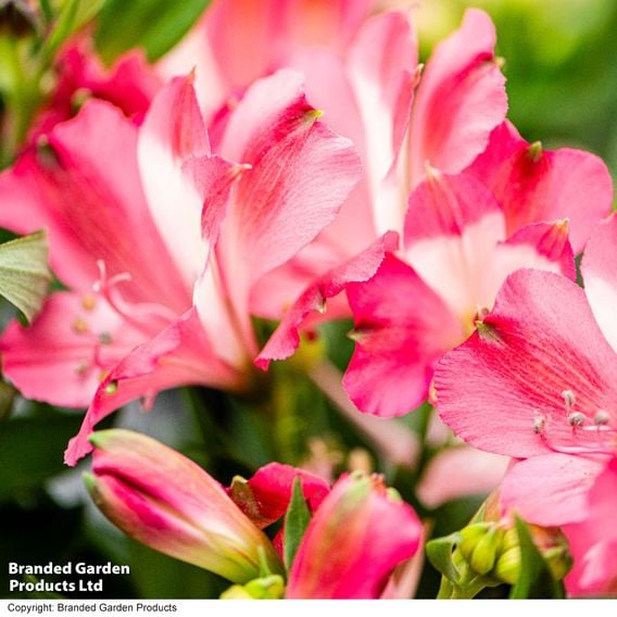 Alstroemeria 'Inticancha Romance'