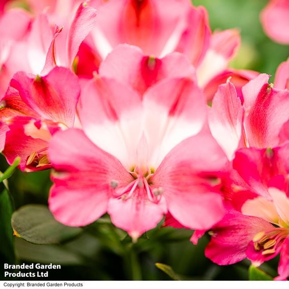 Alstroemeria 'Inticancha Romance'