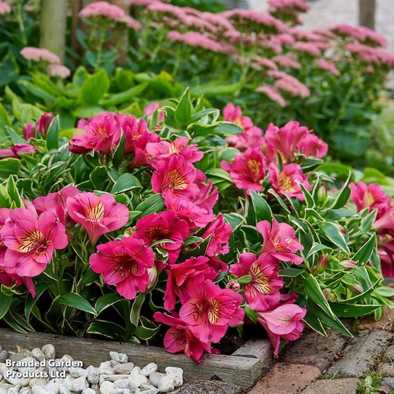 Alstroemeria inticancha 'River Valley'