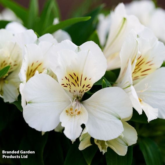 Alstroemeria Inticancha Sunburst'