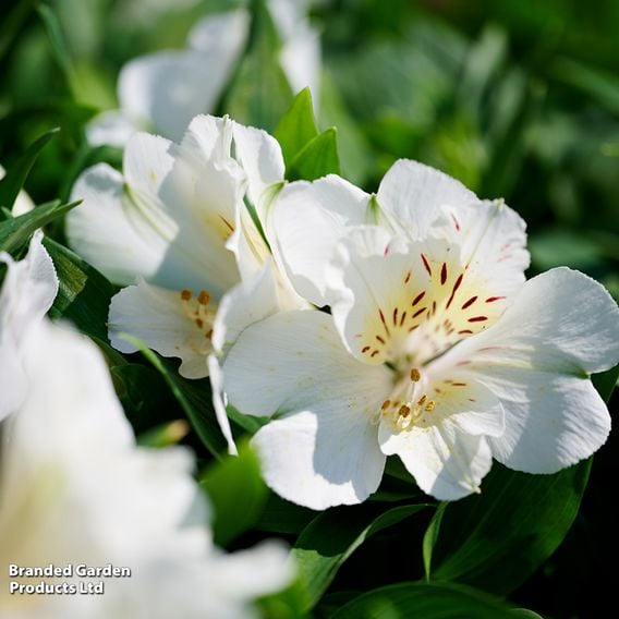 Alstroemeria Inticancha Sunburst'