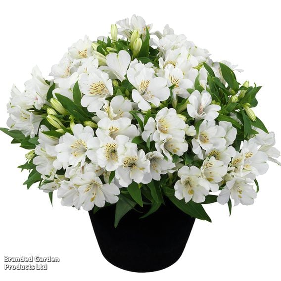 Alstroemeria Inticancha Sunburst'