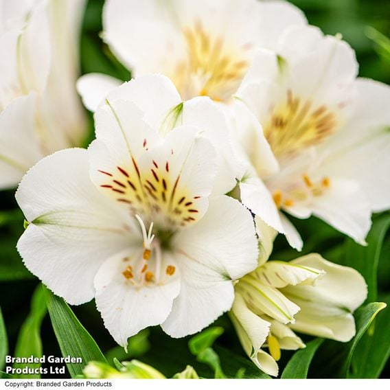 Alstroemeria Inticancha Sunburst'