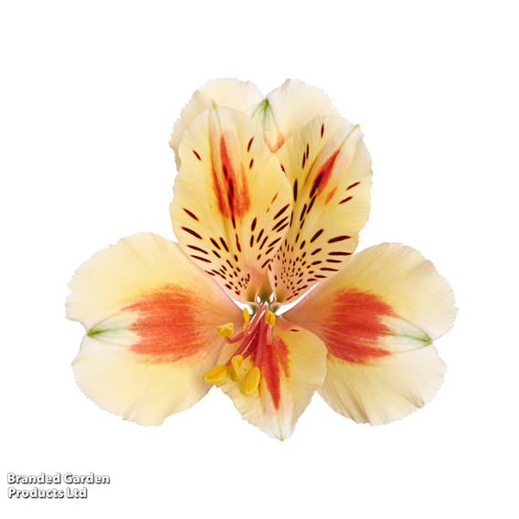 Alstroemeria 'Inticancha Sunset'