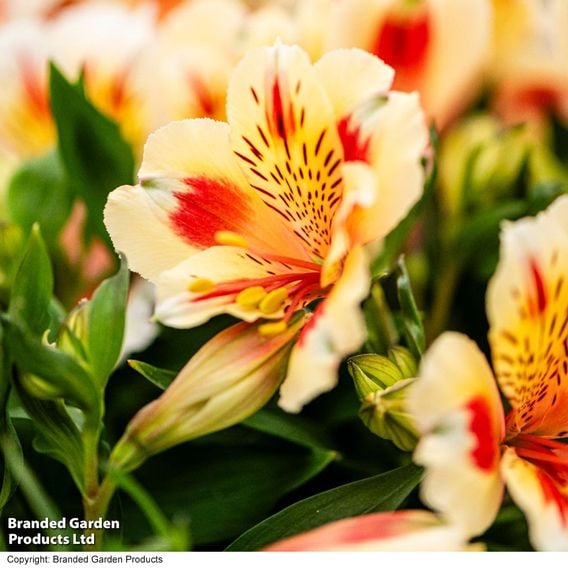 Alstroemeria 'Inticancha Sunset'