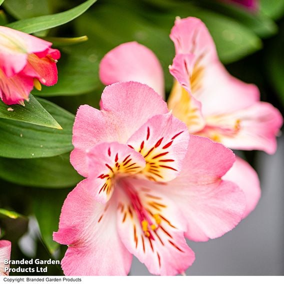 Alstroemeria 'Inticancha Sunshine'