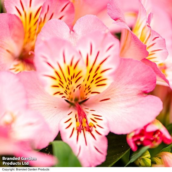 Alstroemeria 'Inticancha Sunshine'