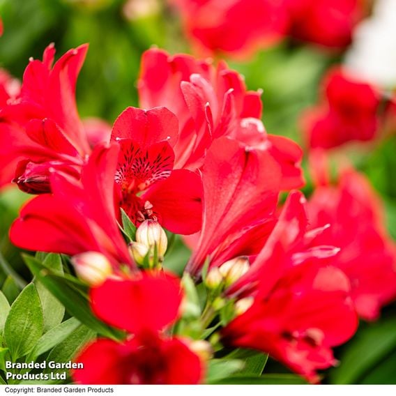 Alstroemeria Inticancha 'Valentino'
