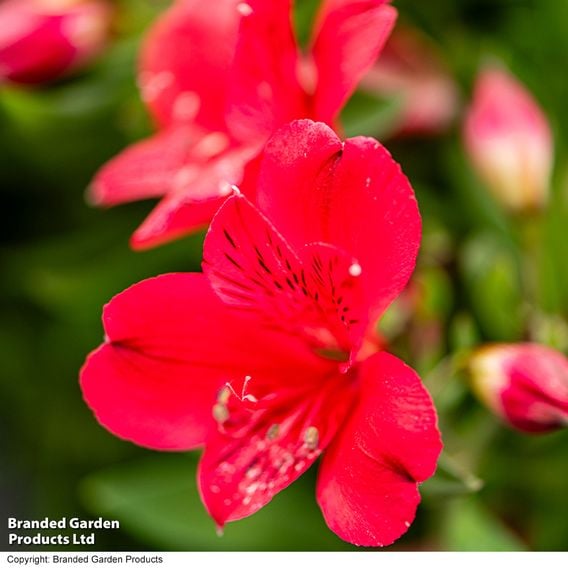 Alstroemeria Inticancha 'Valentino'