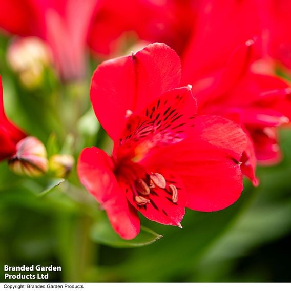 Alstroemeria Inticancha 'Valentino'