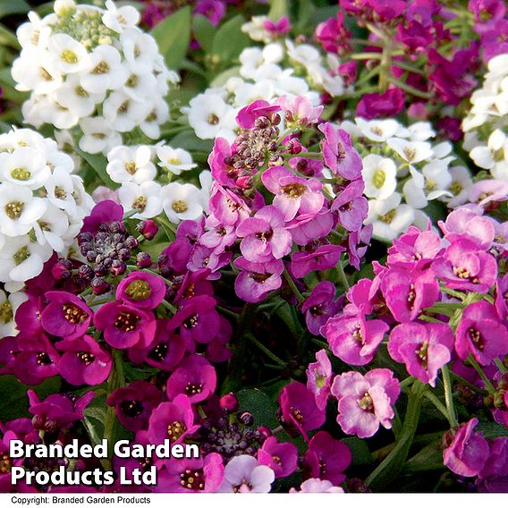 Alyssum 'Clear Crystal Mixed'