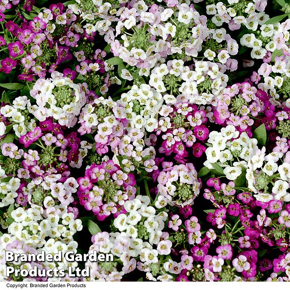 Alyssum 'Clear Crystal Mixed'