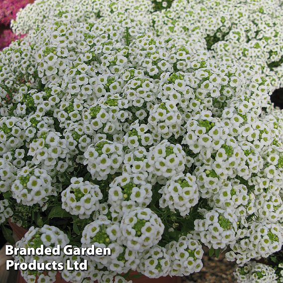 Alyssum 'Giga White' - Seeds