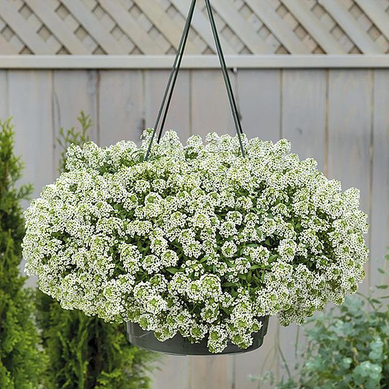 Alyssum 'Giga White' - Seeds