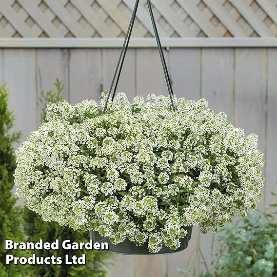 Alyssum 'Giga White' - Seeds