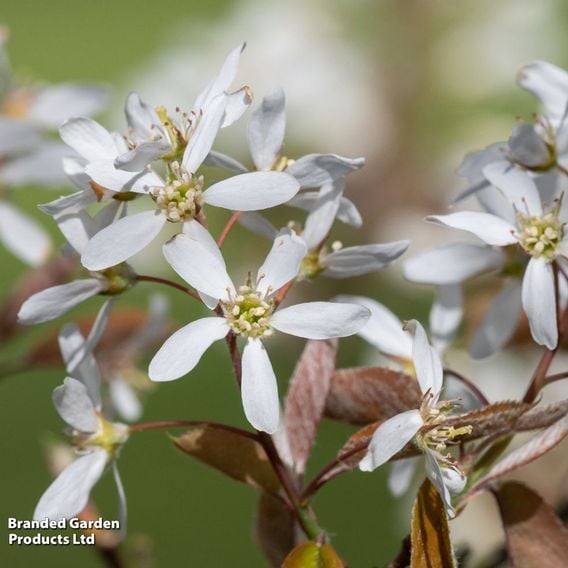 Amelanchier 'Ballerina' (Mature Tree)