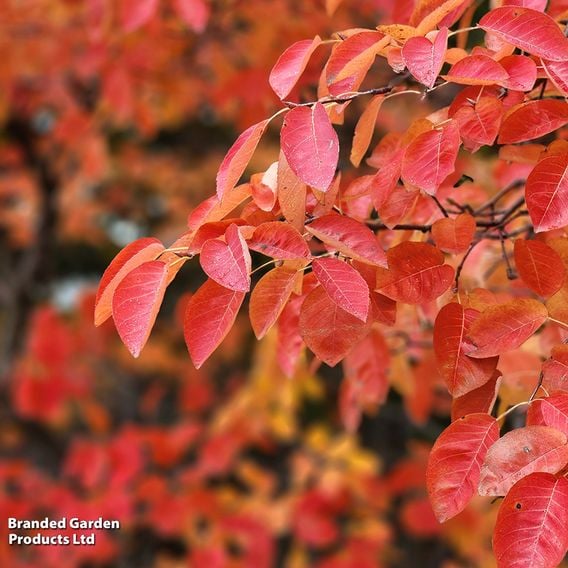 Amelanchier 'Ballerina' (Mature Tree)