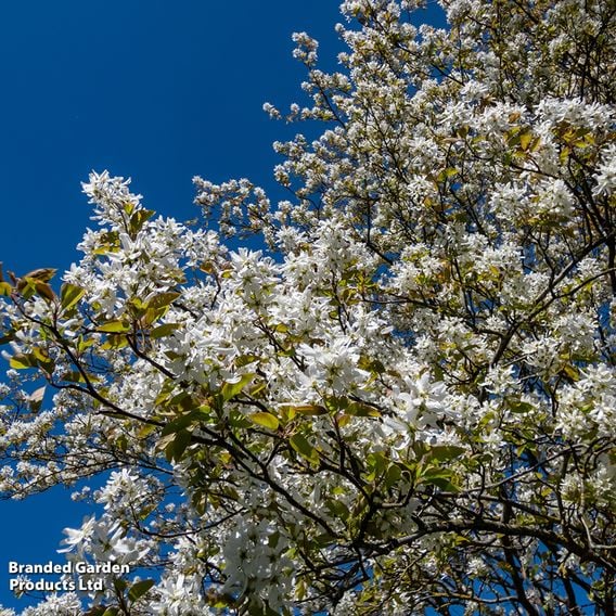 Amelanchier 'Ballerina' (Mature Tree)