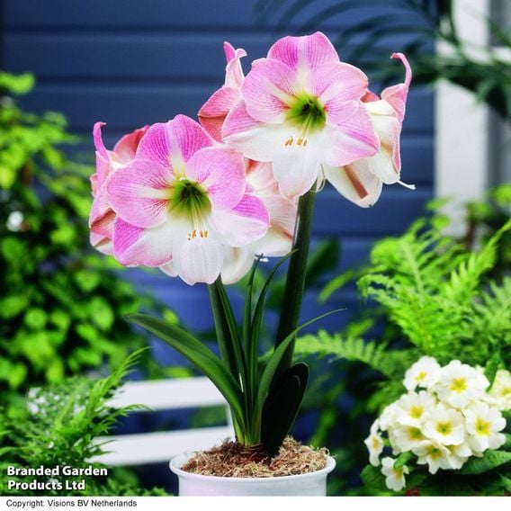 Amaryllis 'Apple Blossom'