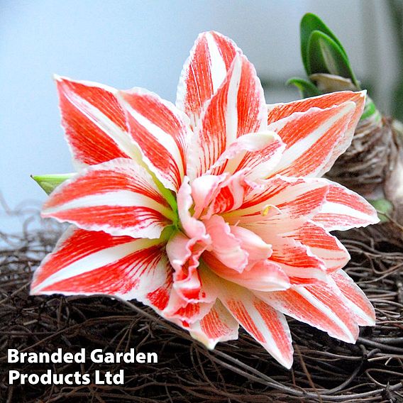 Amaryllis Dancing Queen