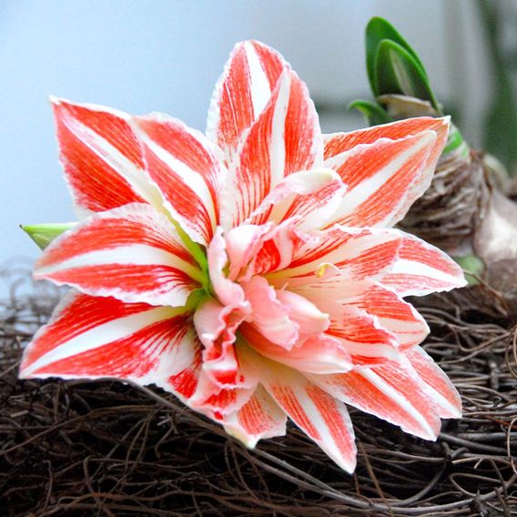 Amaryllis 'Dancing Queen'