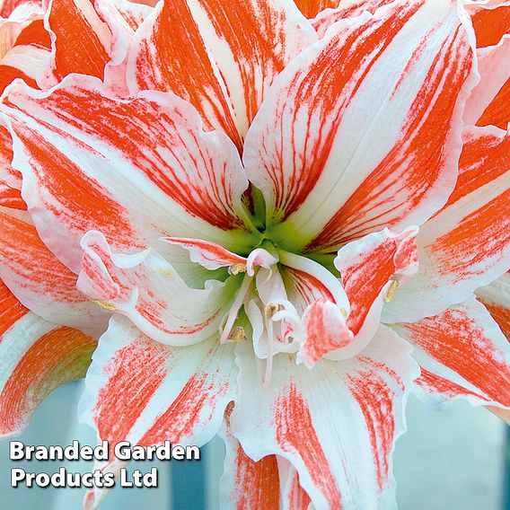 Amaryllis Dancing Queen