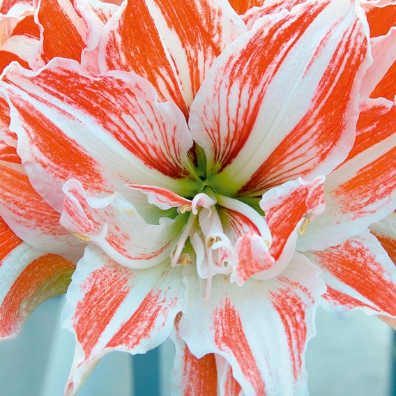 Amaryllis 'Dancing Queen'