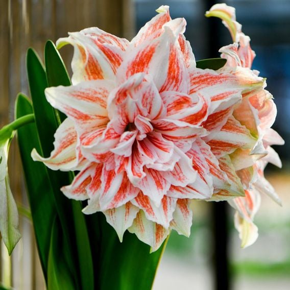 Amaryllis 'Dancing Queen'