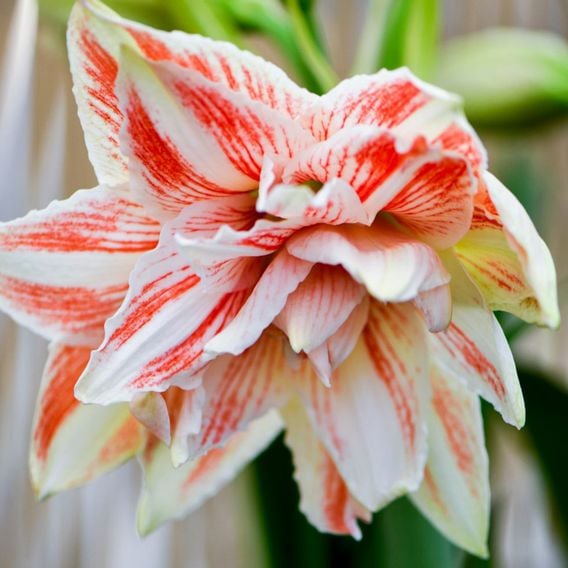 Amaryllis 'Dancing Queen'