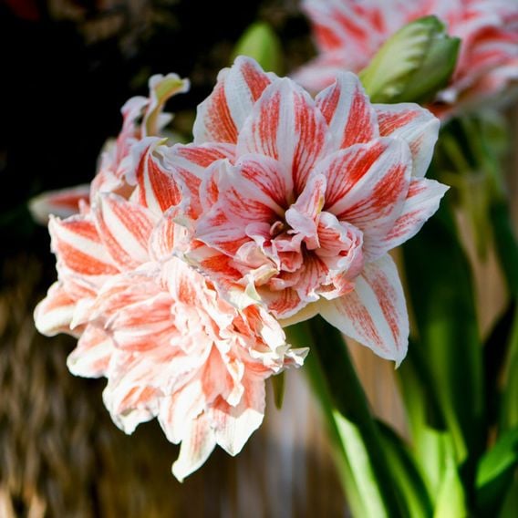 Amaryllis 'Dancing Queen'