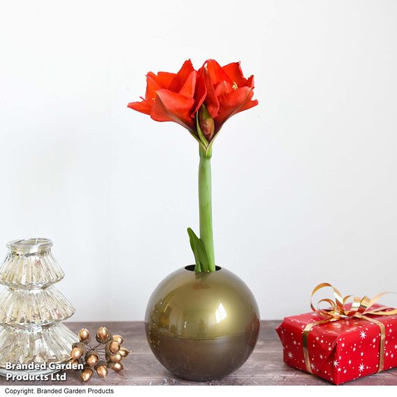 Amaryllis In Globe