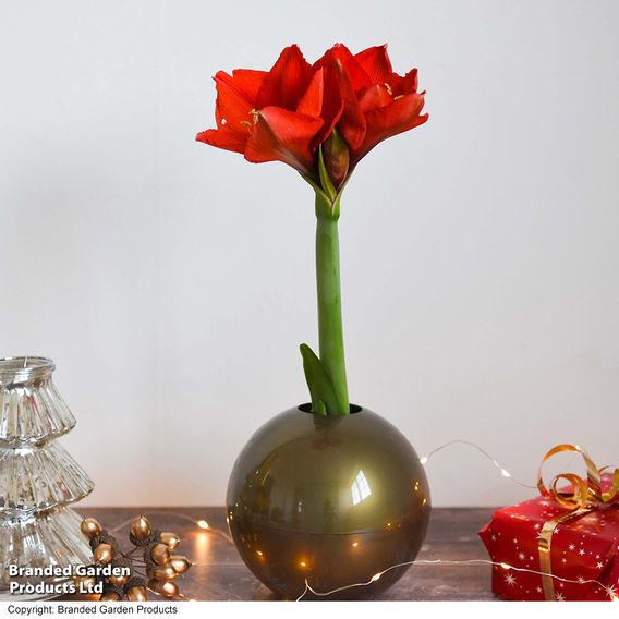 Amaryllis In Globe