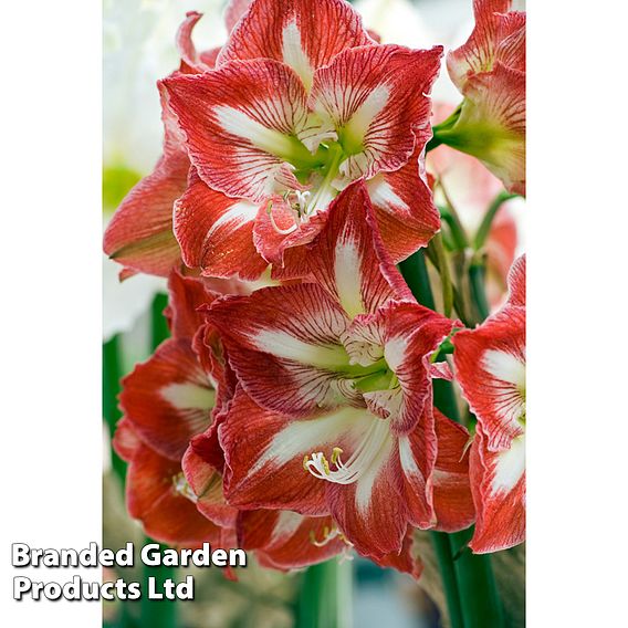 Amaryllis 'Minerva'