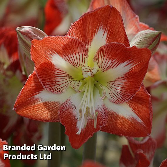 Amaryllis Minerva